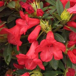 Rododendro rojo 'Elisabeth'